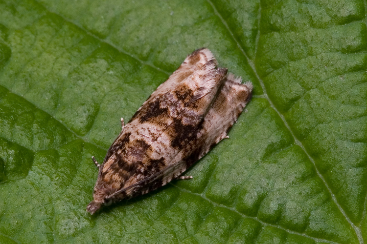 Celypha cespitana-02 (xndr).jpg © Svdmolen