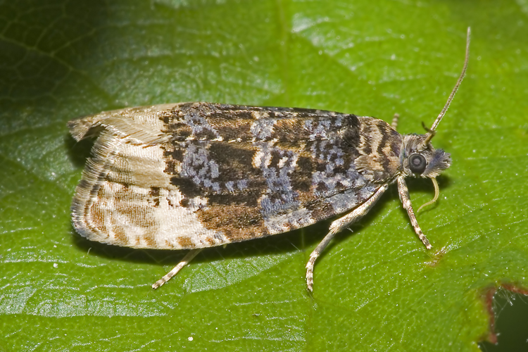 Hedya.nubiferana.7512.jpg © picture taken by Olaf Leillinger