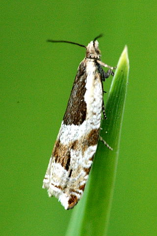 Ancylis.badiana.jpg © James K. Lindsey