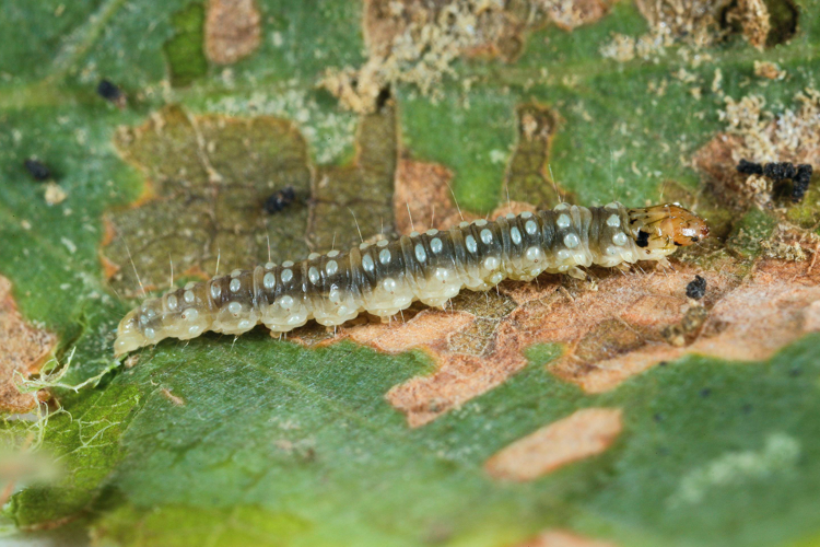 Ancylis mitterbacheriana larva.jpg © Gyorgy Csoka