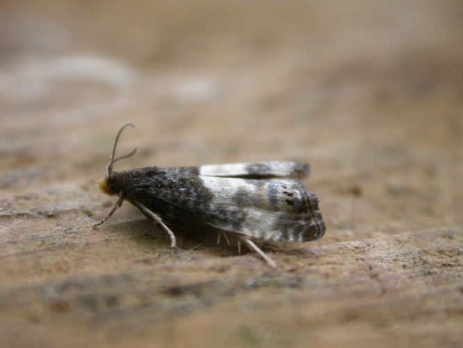 Notocelia cynosbatella.jpg © Donald Hobern