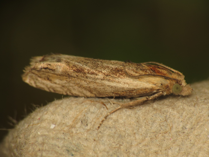 Eucosma cana (14165122379).jpg © Donald Hobern from Copenhagen, Denmark