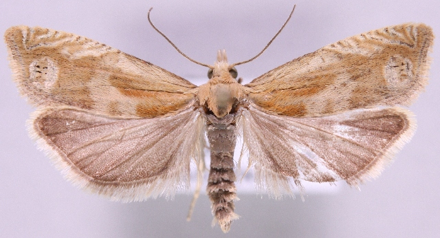 Eucosma hohenwartiana.JPG © Marko Mutanen, University of Oulu