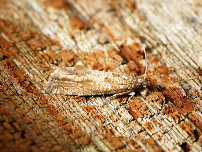 (1188) Pelochrista caecimaculana (28540550950).jpg © Ben Sale from UK