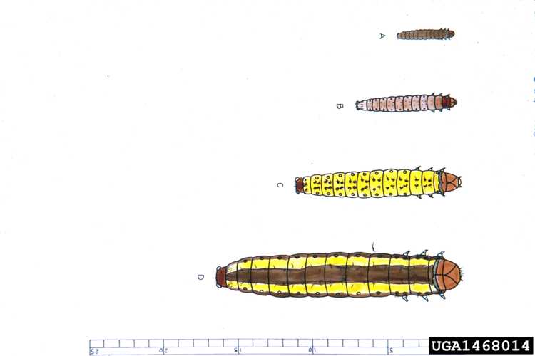 Zeiraphera griseana larva.jpg © USDA Forest Service - Ogden Archive, USDA Forest Service, United States