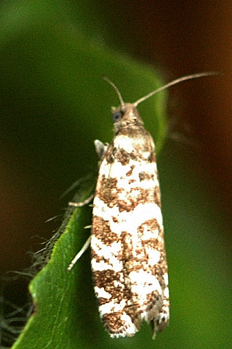 Epinotia.tedella.jpg © James K. Lindsey