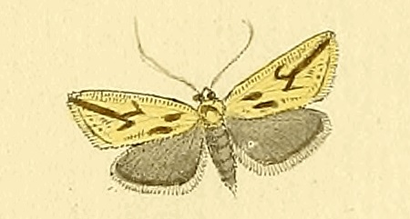 Thiodia citrana.jpg © HÜBNER