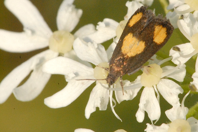 Pammene.aurana.-.lindsey.jpg © James K. Lindsey