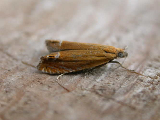 Lathronympha strigana.jpg © Donald Hobern from Canberra, Australia
