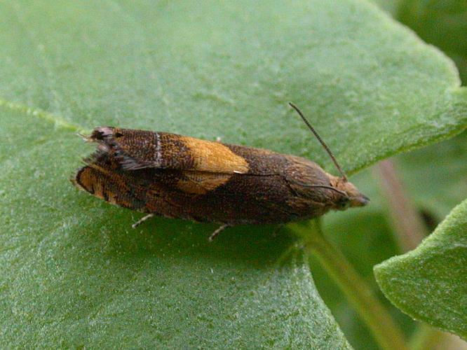 Dichrorampha petiverella 20030801 03.JPG © Keith Edkins