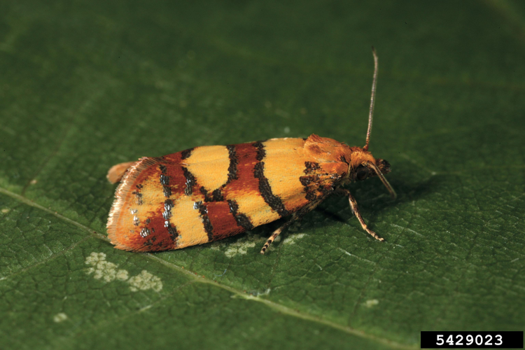 Aethes tesserana.jpg © Gyorgy Csoka