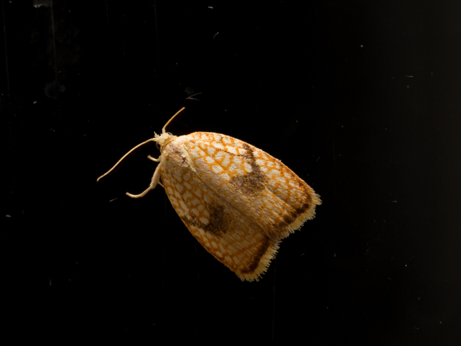 Acleris forsskaleana CF9A5266 Ahornwickler.jpg © Christian Pirkl