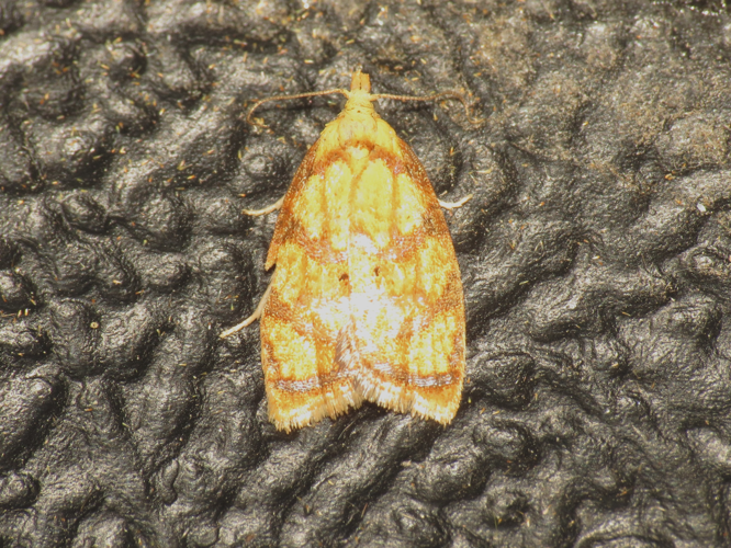 Acleris bergmanniana.jpg © Donald Hobern