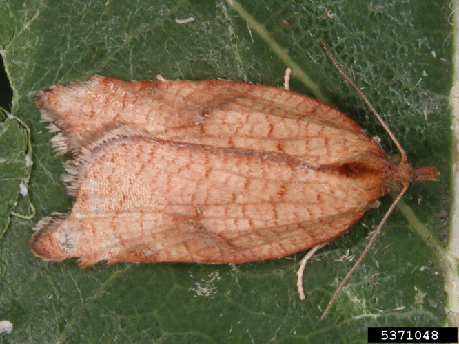Acleris rhombana.jpg © Gyorgy Csoka, Hungary Forest Research Institute, Bugwood.org