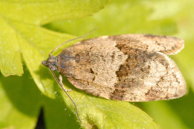 Syndemis.musculana.-.lindsey.jpg © James K. Lindsey
