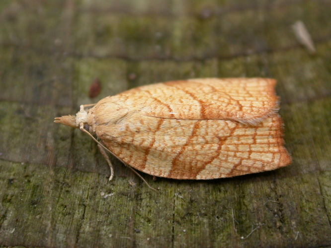 Pandemis corylana.jpg © Donald Hobern