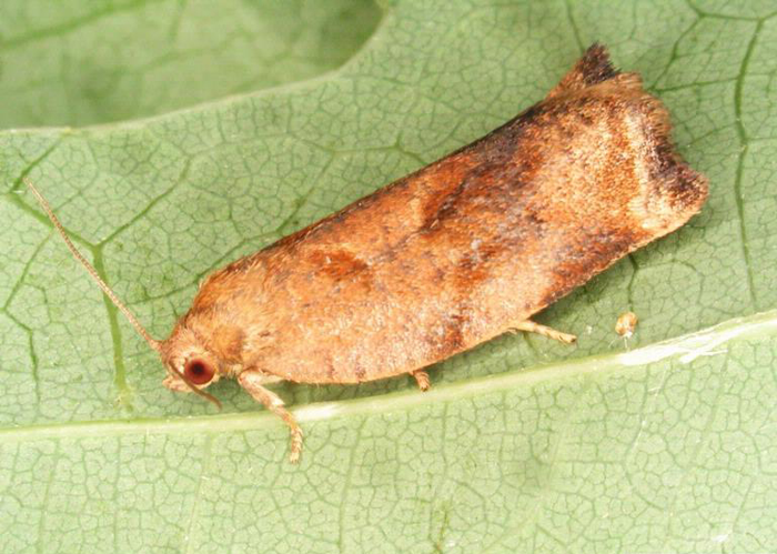 Archips rosana.jpg © Gyorgy Csoka, Hungary Forest Research Institute, Bugwood.org