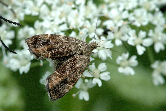 Anthophila.fabriciana.jpg © James K. Lindsey
