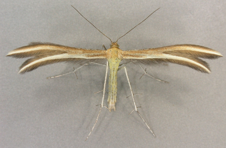 Merrifieldia leucodactyla, Cwm Prysor, North Wales, June 2006 (19104818263).jpg © Janet Graham