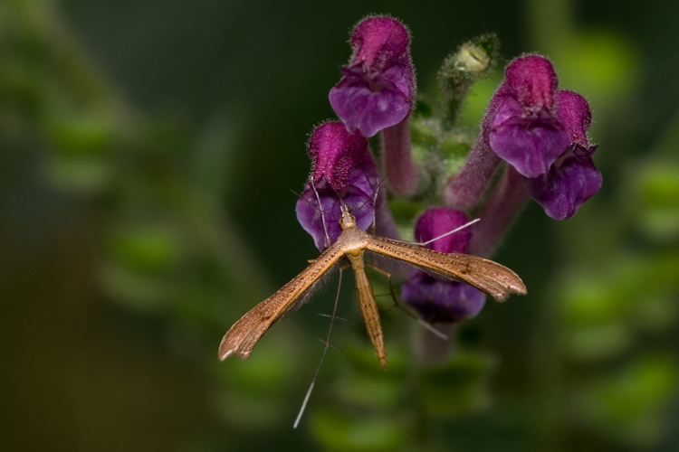 Stenoptilia-pterodactyla-02.jpg © Svdmolen