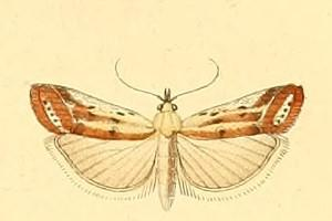 Ancylosis cinnamomella.JPG © Ruigeroeland