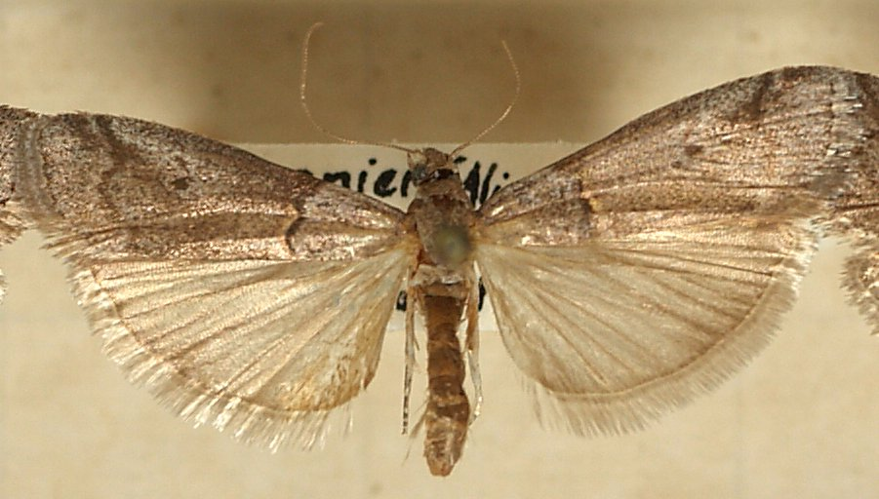 Acrobasis.obliqua.mounted.jpg © Sarefo