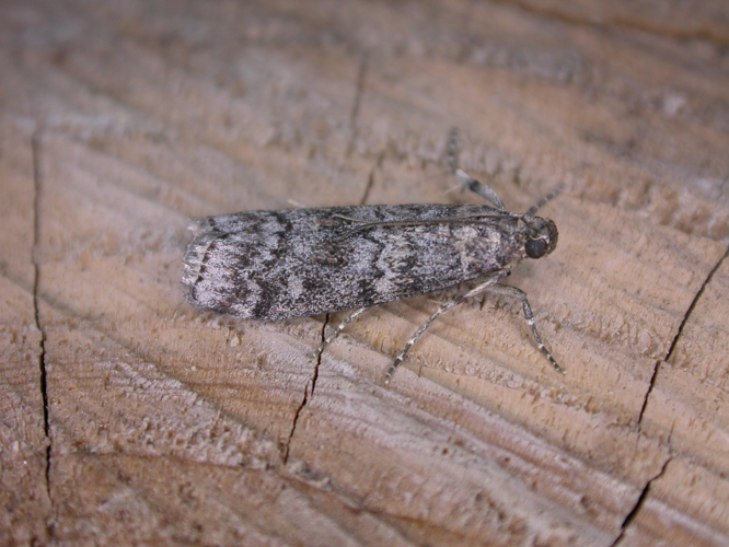 Dioryctria simplicella.jpg © Donald Hobern