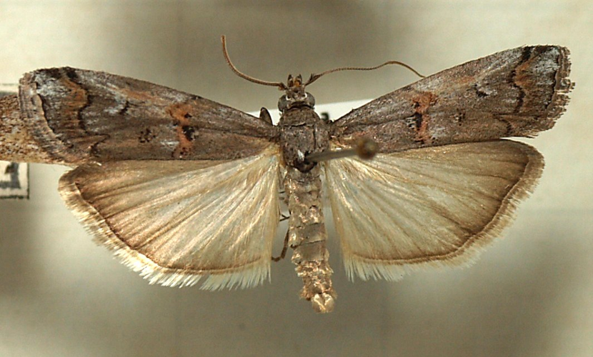 Pempelia.palumbella.mounted.jpg © Sarefo