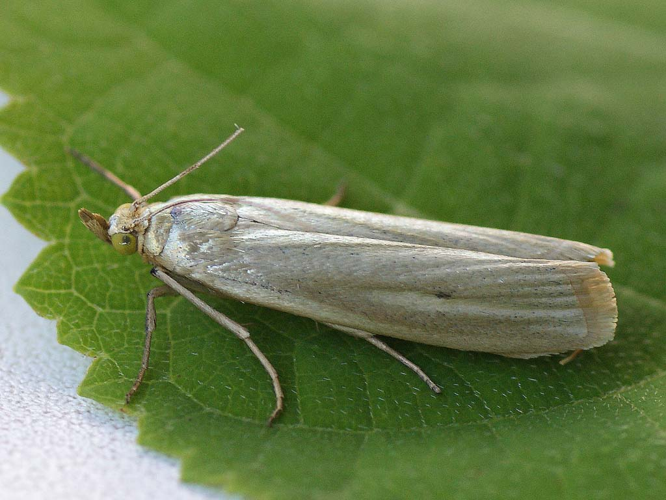 Selagia argyrella - Вересковая огнёвка светлая (41225333901).jpg © Ilia Ustyantsev from Russia