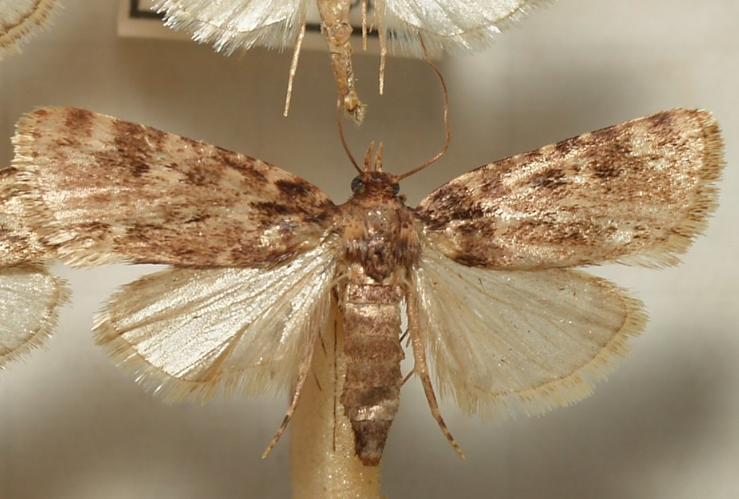 Aglossa.cuprealis.mounted.jpg © Sarefo