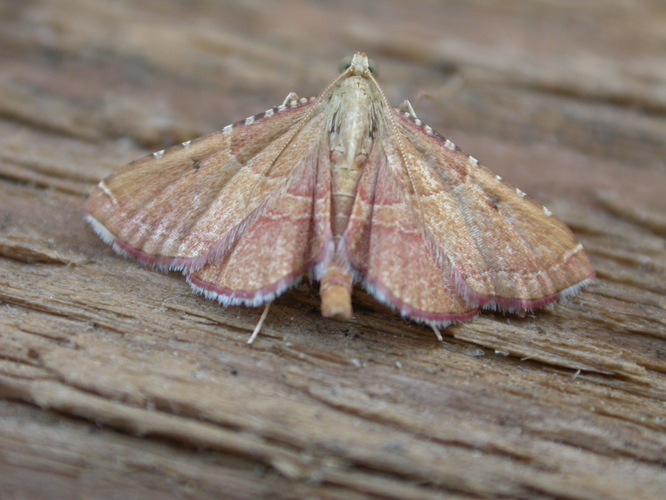 Endotricha flammealis 1.jpg © dhobern