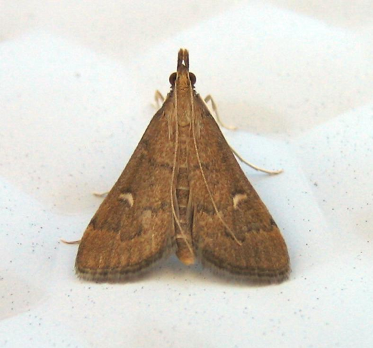 Dolicharthria punctalis.jpg © de:Benutzer:Engeser, uploaded by User:Fvlamoen