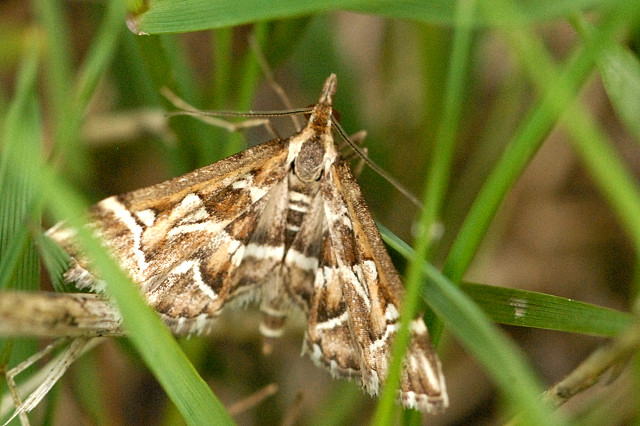 Diasemia.reticularis.-.lindsey.jpg © James K. Lindsey