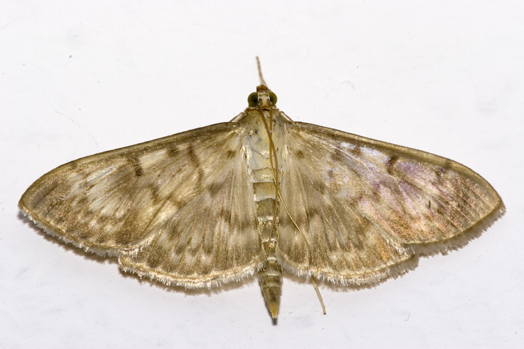 Pleuroptya.ruralis.7310.jpg © Olei