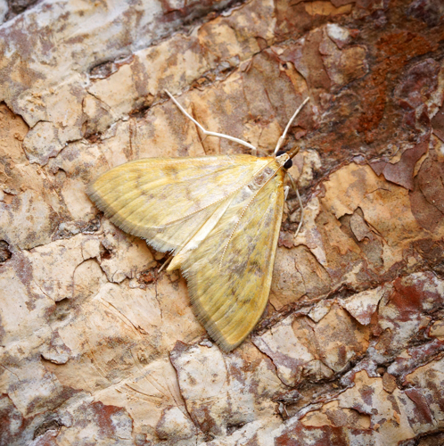 (1374) Paratalanta hyalinalis (36293050276).jpg © Ben Sale from UK