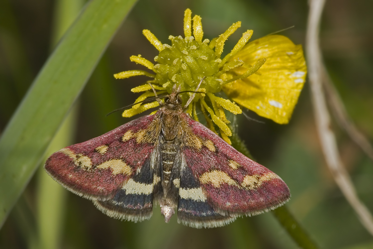 Pyrausta.purpuralis.7557.jpg © picture taken by Olaf Leillinger