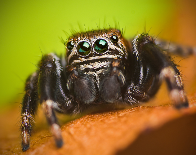 Flickr - Lukjonis - Jumping spider - Evarcha arcuata (Set of pictures) (1).jpg © Lukas Jonaitis from Vilnius, Lithuania