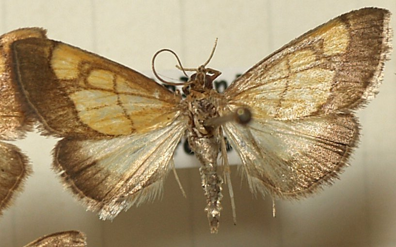 Evergestis.limbata.mounted.jpg © Sarefo