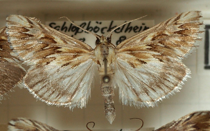 Cynaeda.dentalis.mounted.jpg © Sarefo