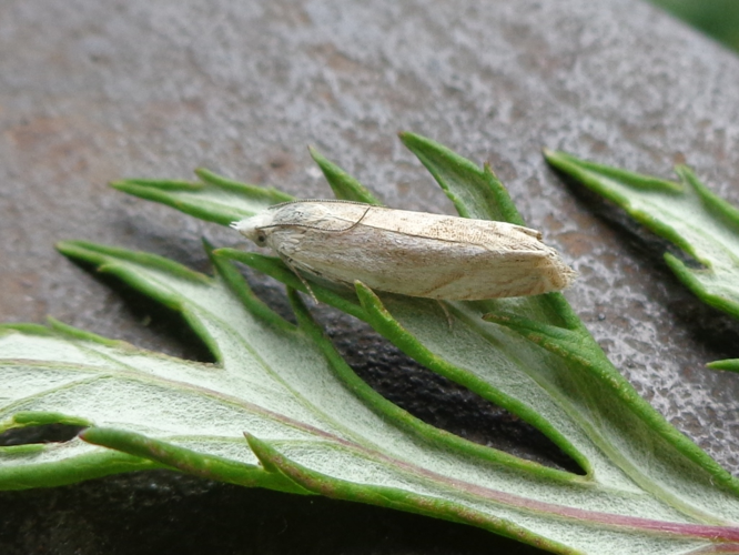 Platytes cerussella 01.JPG © AfroBrazilian