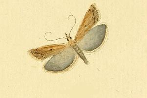 Pediasia contaminella.JPG © Ruigeroeland