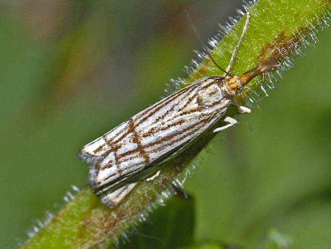 Crambidae - Chrysocrambus linetella.JPG © Hectonichus