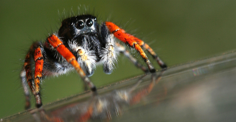 Philaeus chrisops - Segreto.jpg © Jari Segreto