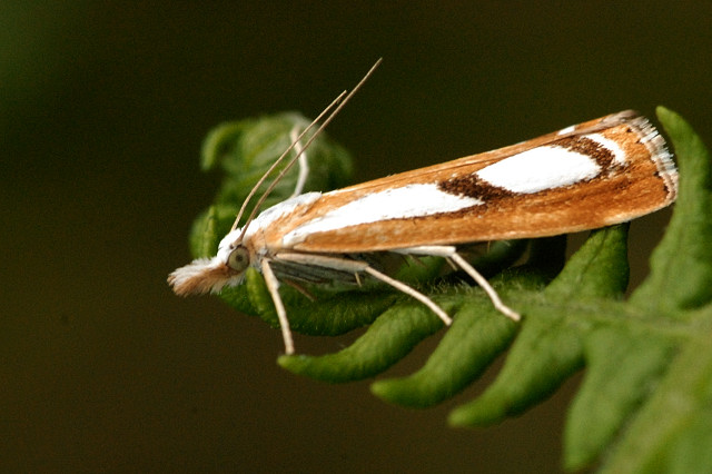 Catoptria.permutatellus.-.lindsey.jpg © James K. Lindsey