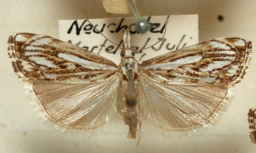 Catoptria.falsella.mounted.jpg © Sarefo