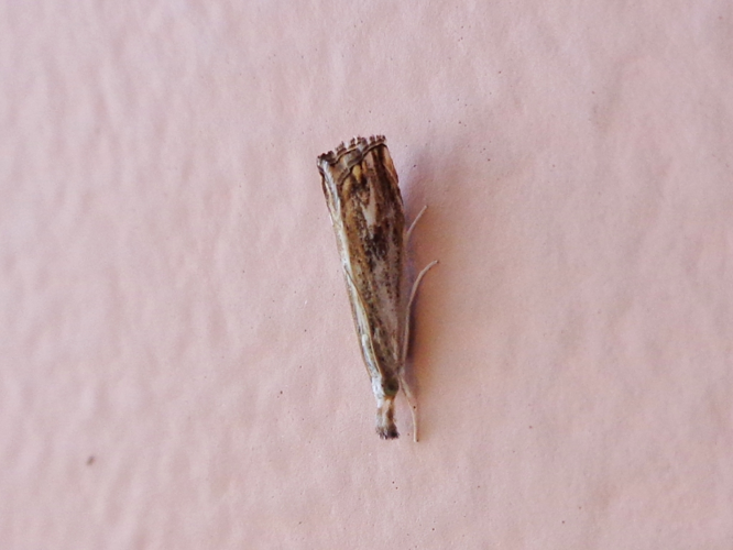 Catoptria verellus 01.JPG © AfroBrazilian