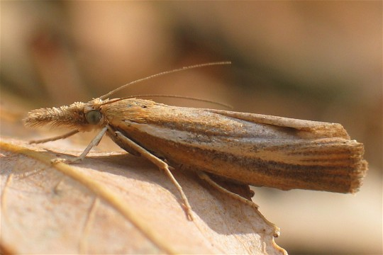Agriphila tristella.jpg © Svdmolen