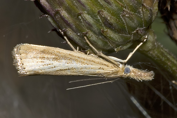 Agriphila.straminella.6980.jpg © Olei