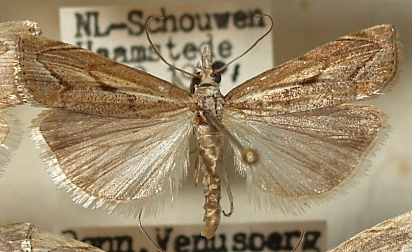 Agriphila.geniculea.mounted.jpg © Sarefo