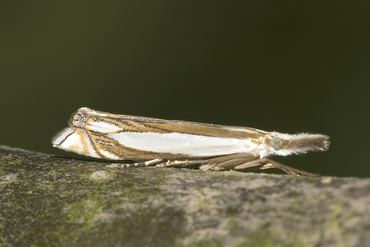 Crambus.pascuella.7563.jpg © picture taken by Olaf Leillinger